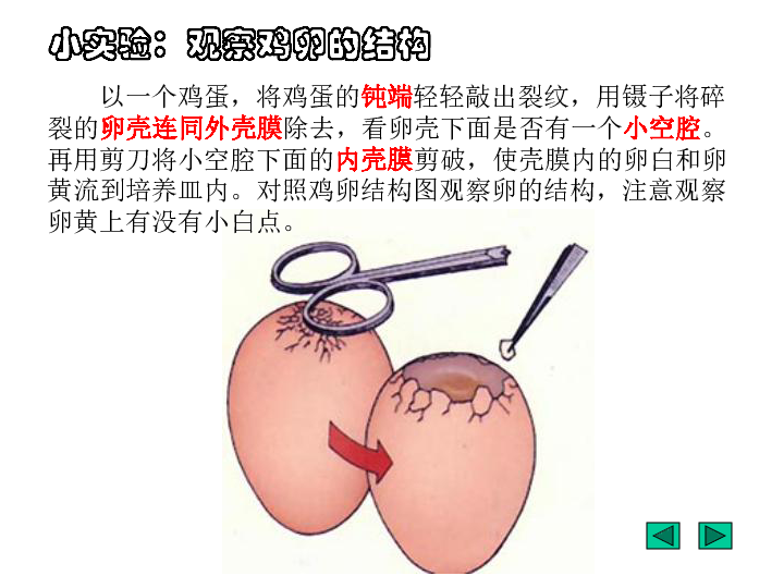 鸟类的生殖和发育