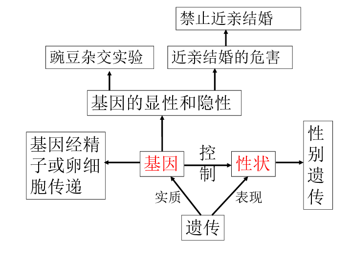 苏科版八年级下册生物第7单元第22章第1节《生物的遗传》复习课件（共23张PPT）