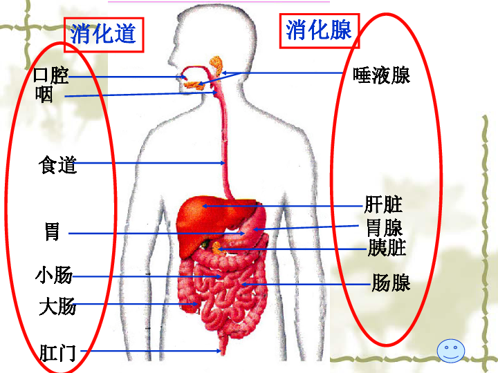 消化腺包括哪五个图片