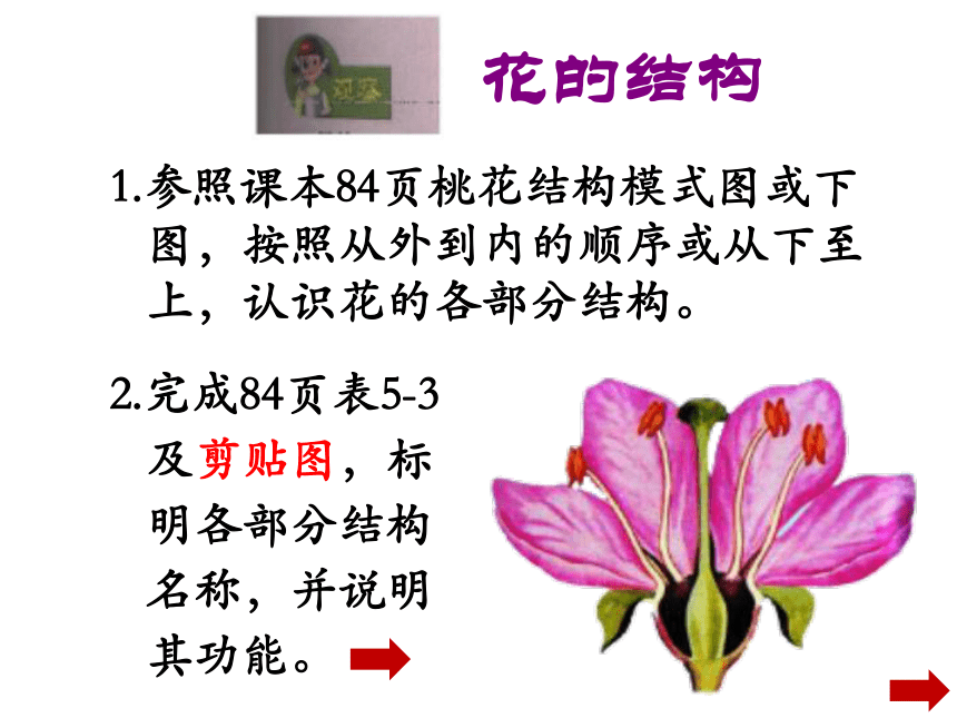 植物的开花和结果(共22张PPT)