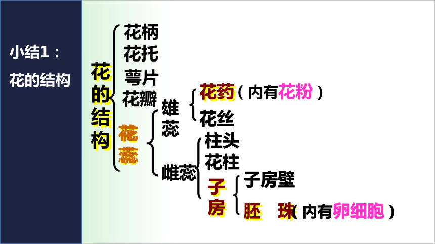 2021——2022学年人教版七年级生物上册3.2.3开花和结果 课件（20张PPT）