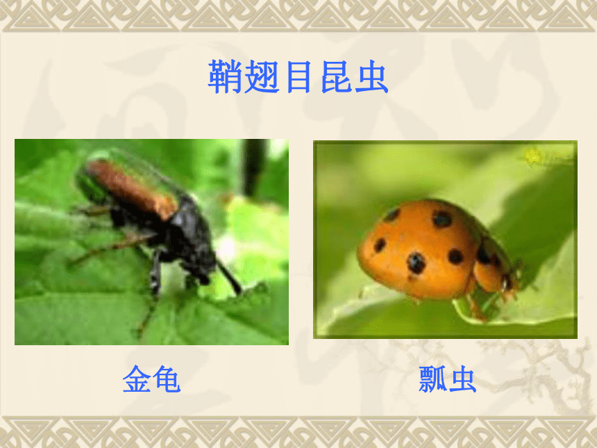 空中飞行的动物-昆虫课件(福建省福州市)