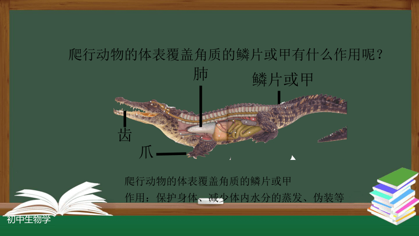 人教版八年级生物上册 5.1.5两栖动物和爬行动物(第二课时) 课件(共22张PPT)