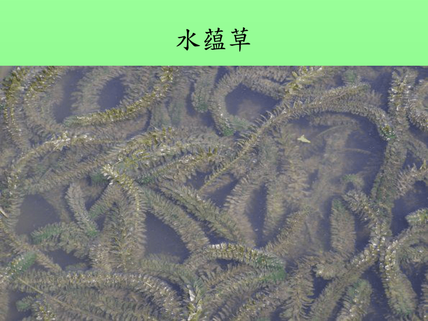 《水生植物》 课件