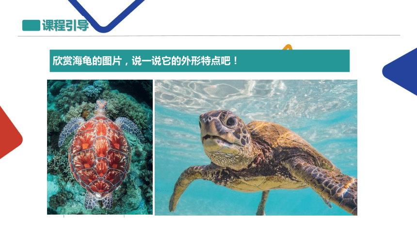 小学美术 人教版 一年级上册 第20课　美丽的植物和动物-自由自在 的海龟课件(共19张PPT)