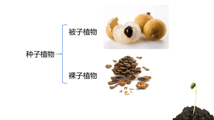 去掉胚乳的玉米種子 b.蟲蛀空了的水稻2.