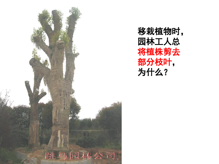 绿色植物参与生物圈的水循环（课件+学案）（打包2份））