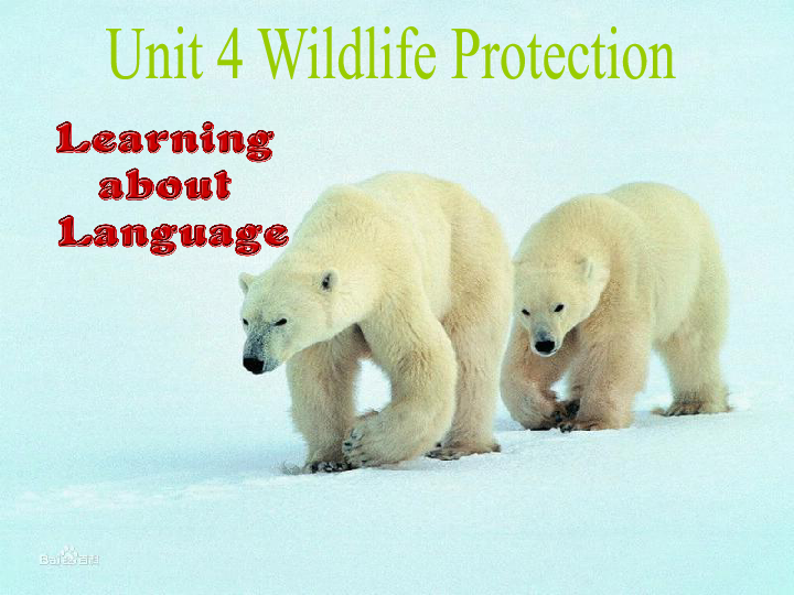 Unit 4 Wildlife Protection learning about language课件（28张）
