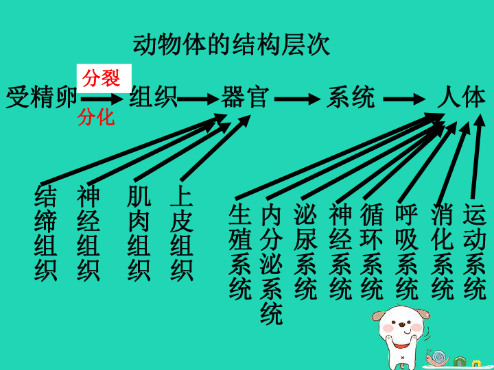 动物体的结构层次图片