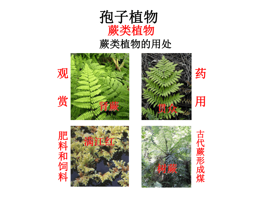 第5节常见的植物（第2课时孢子植物）