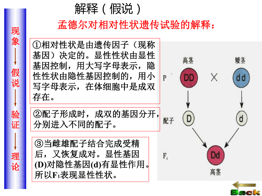 基因的分离规律