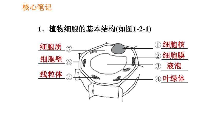 人教版七年級上冊生物習題課件第二單元2122植物細胞的基本結構31張