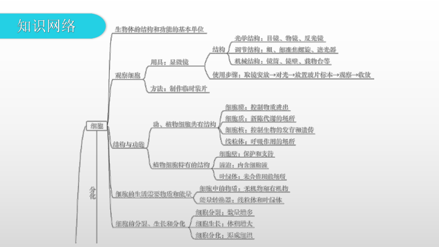 专题二   生物体的结构层次 课件 2021年广东中考一轮复习生物(共39张PPT)