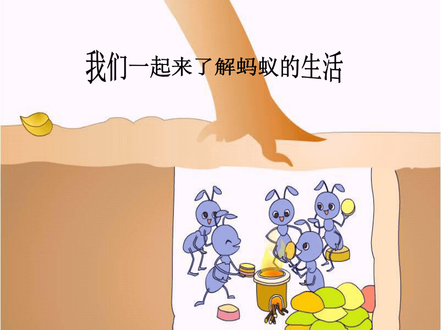 3 观察蚂蚁 课件（36张ppt）