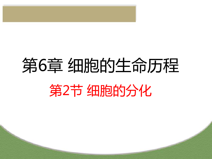 6.2 细胞的分化 课件（共22张PPT）