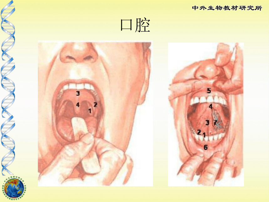 苏教版七下第九章第二节人体的消化和吸收（共26张PPT）