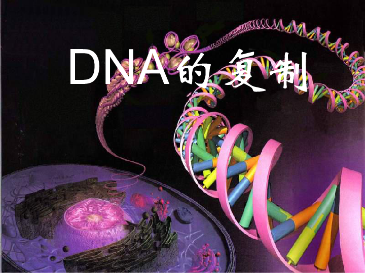 新人教版高中必修2生物3.3-DNA的复制(共33张PPT)