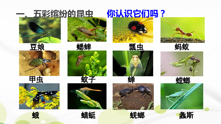 苏科版七下生物  12.2 昆虫 课件（21张PPT）