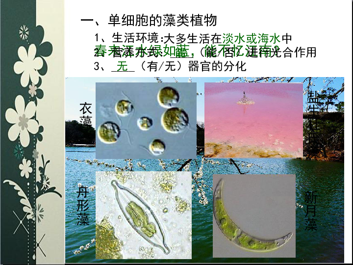 苏科版七下生物 10.2 水中的藻类植物 课件(19张PPT)