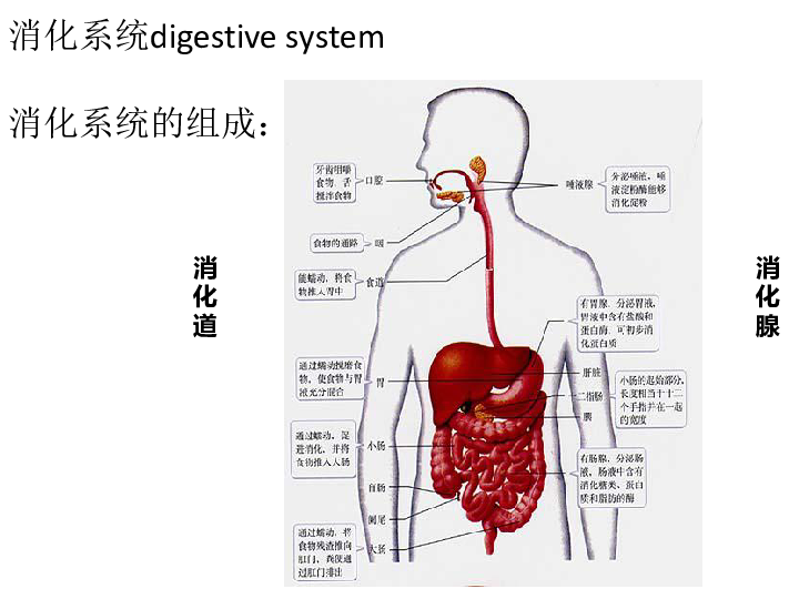 人体八大系统 21张PPT