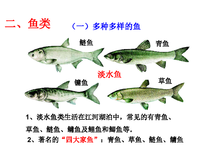 人教版八年级上册生物  5.1.4 鱼 课件(18张PPT)