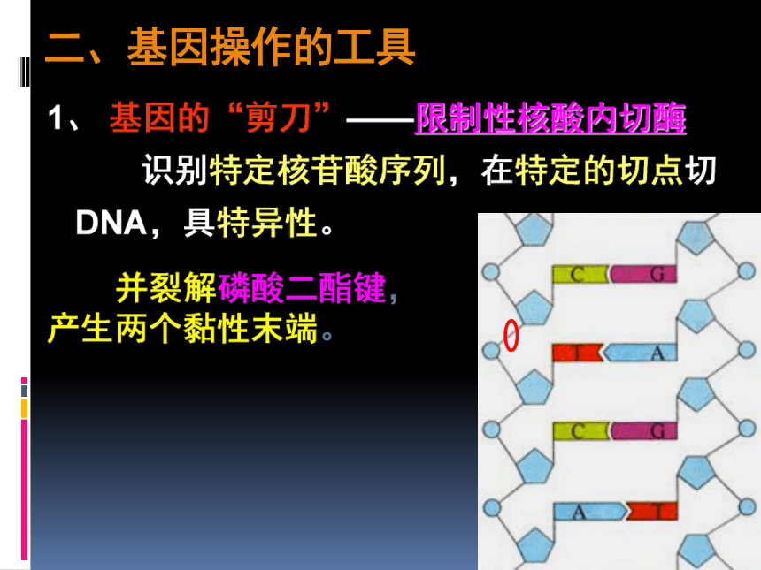 人教版高中生物必修二6.2基因工程及其应用-课件（20张ppt）