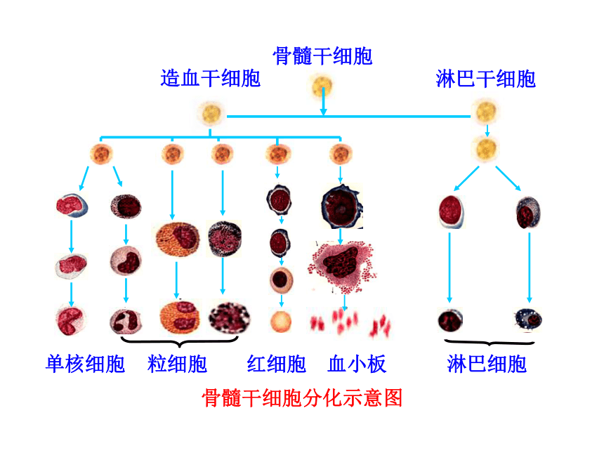 第五章 第二节 细胞分化、衰老和凋亡（一）（苏教版必修1）