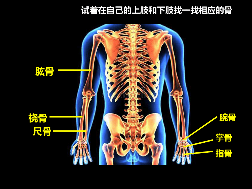 人教版生物八年级上册 5.2.1《动物的运动》 课件（31张PPT）