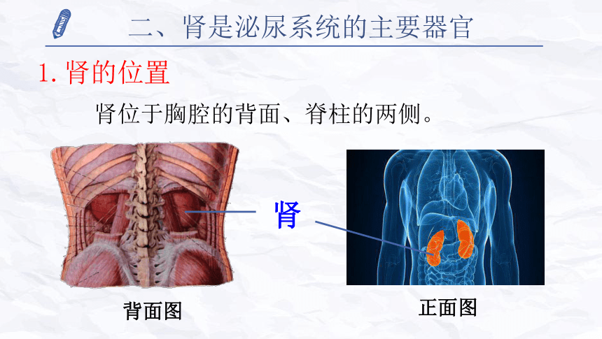 人体肾在前面还是后面图片