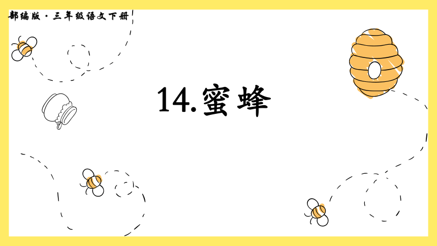 14蜜蜂課件共31張ppt