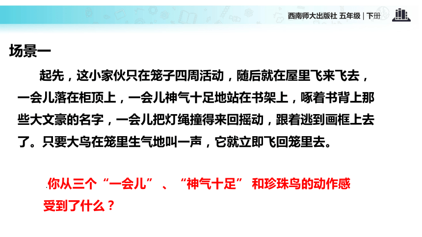 珍珠鸟   课件(共15张PPT)