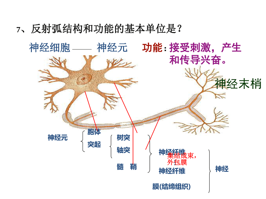 人教版高中生物必修三第2章第一节通过神经系统的调节 课件(共74张PPT)