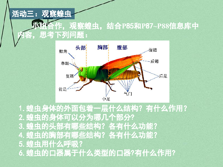 苏科版七年级下册生物 12.2昆虫 课件(24张PPT)