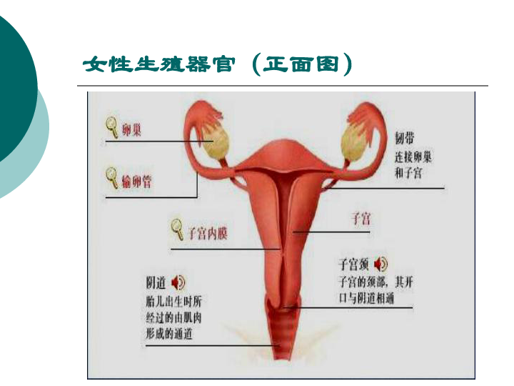 冀教版八年级下册生物  6.1.3人的生殖和胚胎发育 课件(21张PPT)