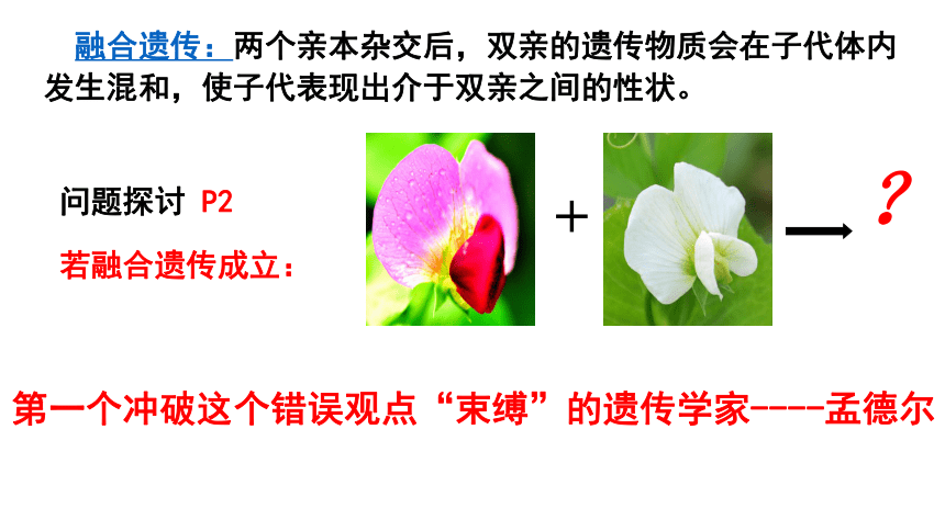 人教版高一生物必修二1.1孟德尔的豌豆杂交实验（一）课件（47张PPT）