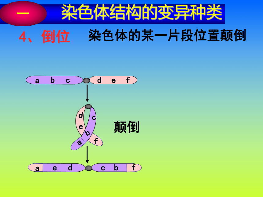 5.2《染色体变异》课件（新人教版必修2）