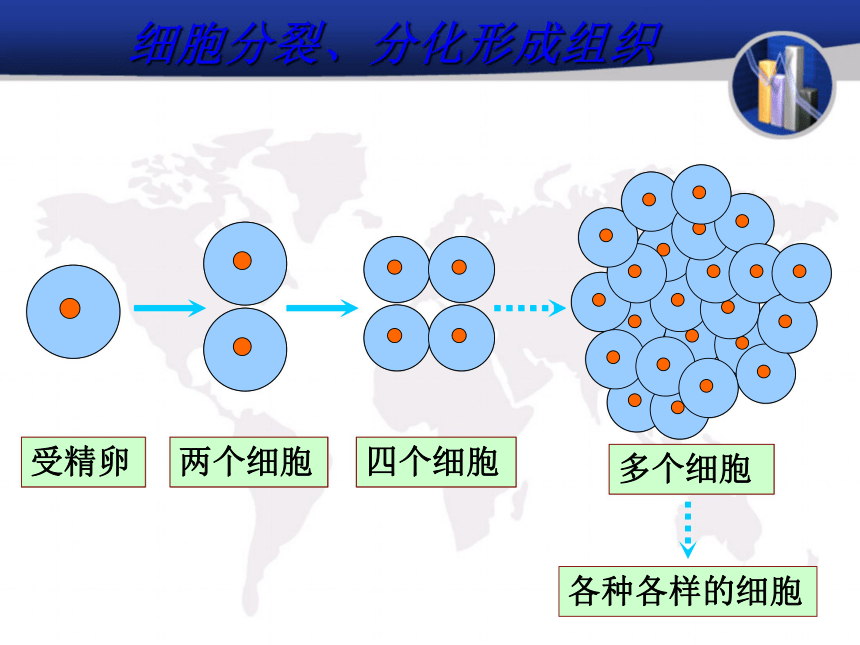 人体的结构层次