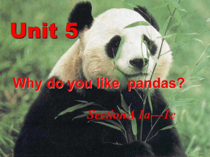 Unit5  Why do you like pandas ？Section A 1a-1c课件