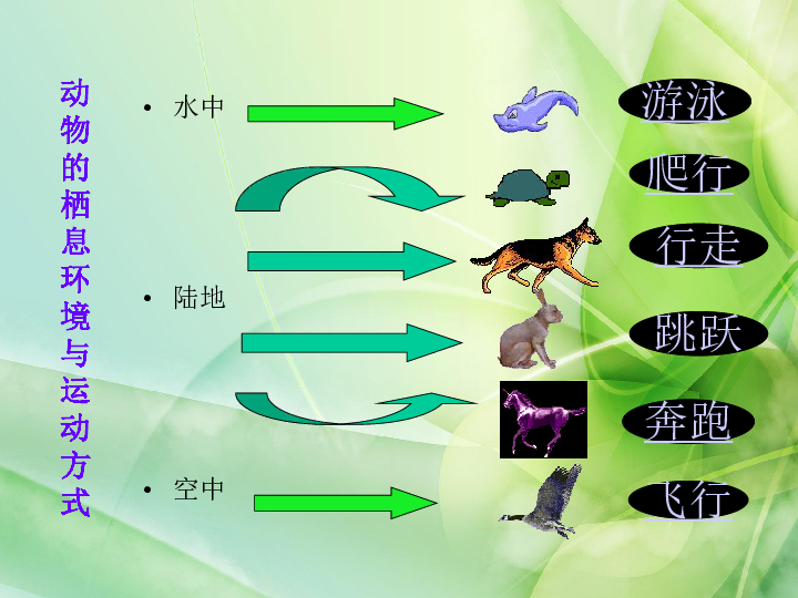 动物的生活                         第一章  动物的运动运动系统=骨