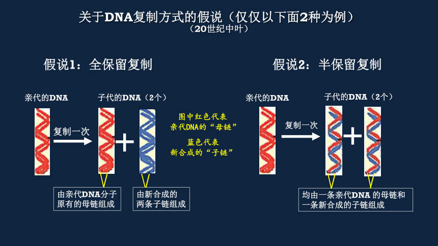 高中生物必修二第三章第二节DNA的复制课 件(人教版)(24张)