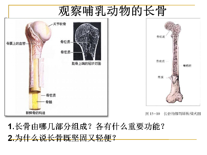 八上生物15.2《动物运动的形成》ppt课件（36页）