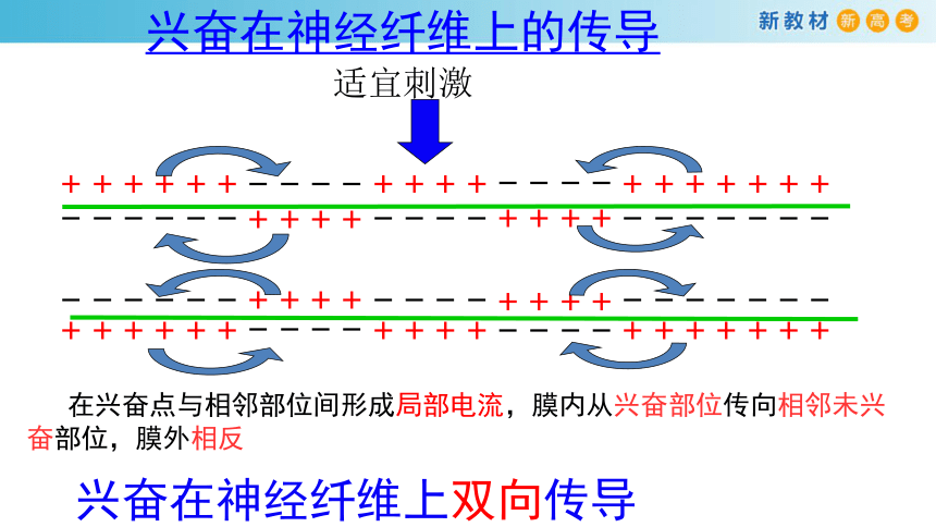 高中生物浙科版2019选择性必修122神经冲动的产生和传导2课件共张37