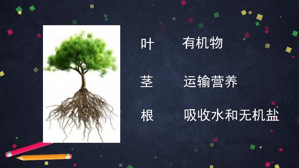北京版七年级下册生物 5.1从结构与功能观对植物体内物质运输再认识 课件（48张ppt）