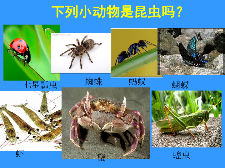 苏科版七下生物 12.2 昆虫 课件（42张PPT）