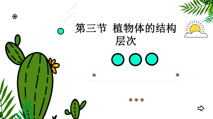 3 植物體的結構層次 課件(27張ppt)