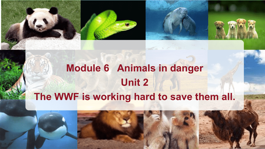 module-6-unit-2-the-wwf-is-working-hard-to-save-them-all
