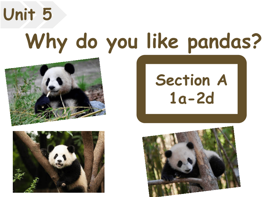 Unit 5 Why Do You Like Pandas？ Section A 1a-2d 课件(共29张PPT，内嵌音频)-21世纪教育网