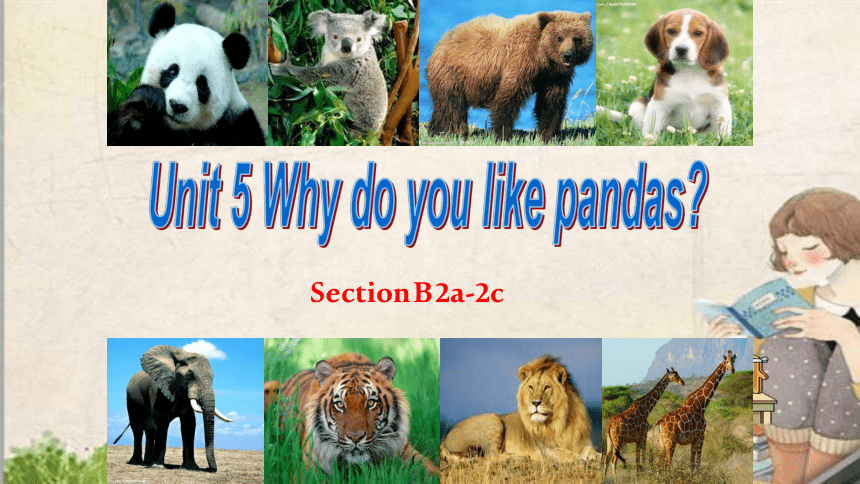 Unit 5 Why do you like pandas？ Section B 2a-2c 课件(共20张PPT)2022-2023学年人教 ...