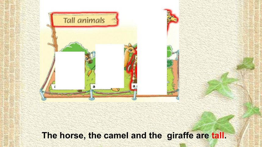 Chapter 5 Animals big and small课件(共27张PPT)