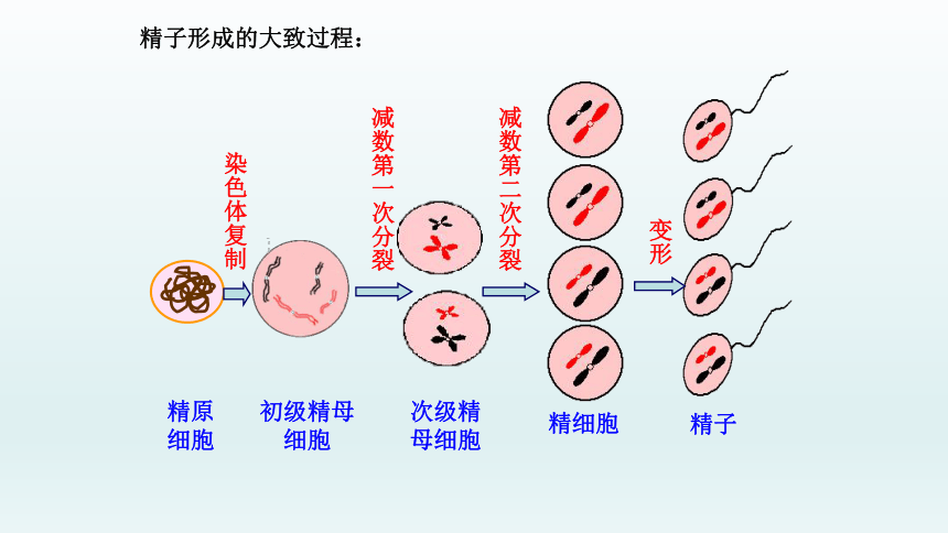 胚軸胚芽子葉2個極核1個卵細胞珠被胚囊胚珠子房壁子房雙受精胚珠子